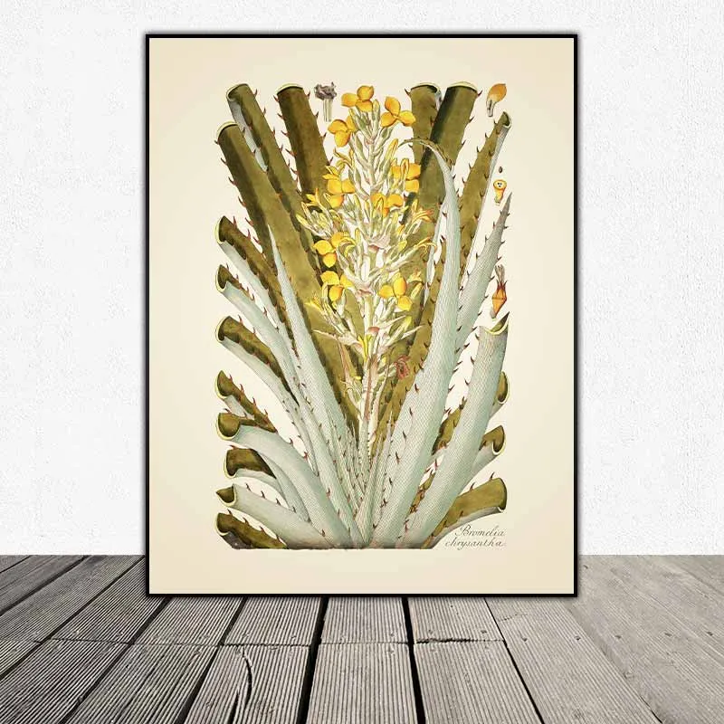 54 mẫu tranh thực vật Botanical