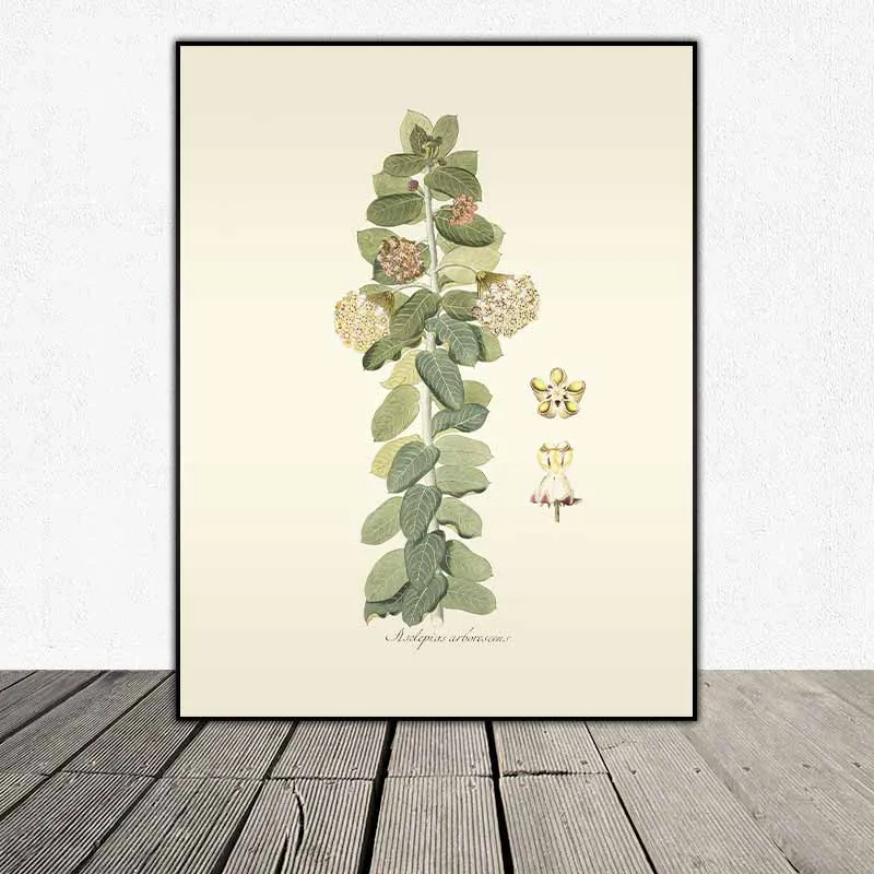 54 mẫu tranh thực vật Botanical