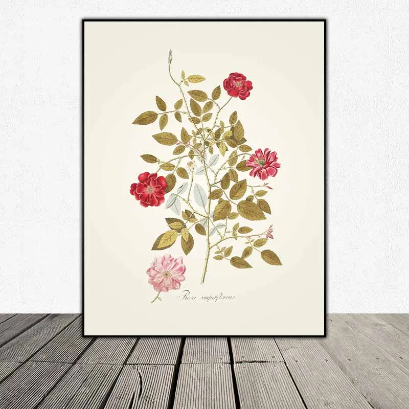 54 mẫu tranh thực vật Botanical