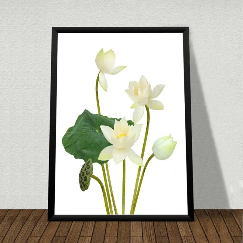 Tranh hoa sen trắng trên nền trắng