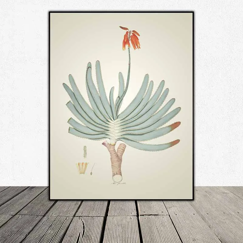 54 mẫu tranh thực vật Botanical