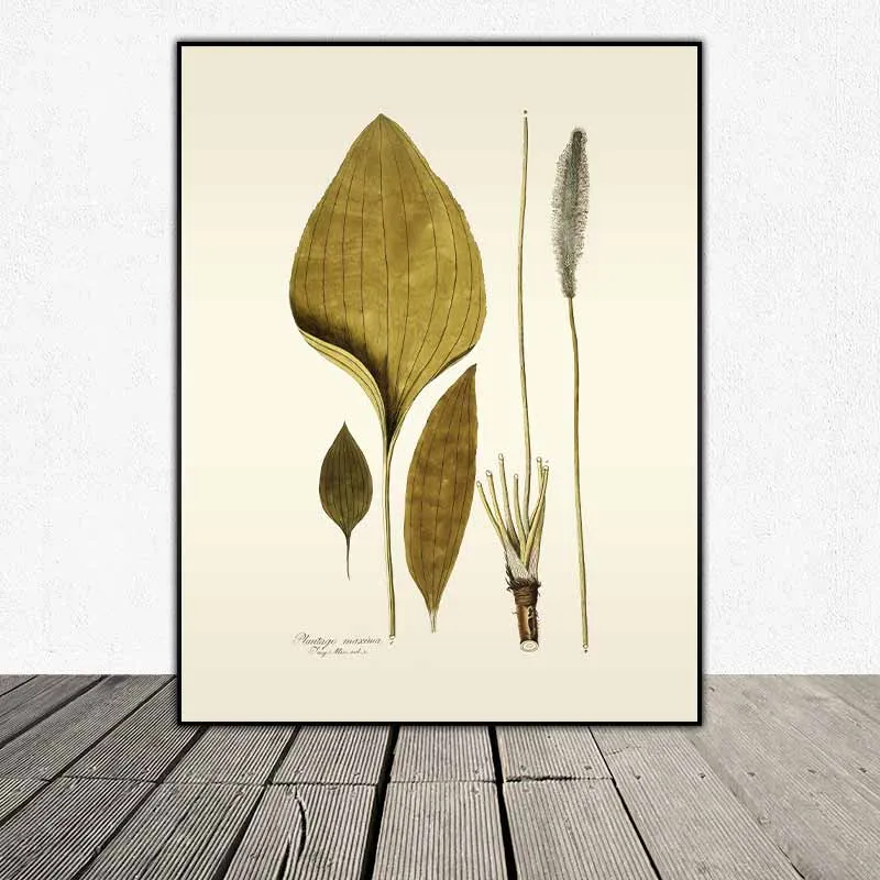 54 mẫu tranh thực vật Botanical