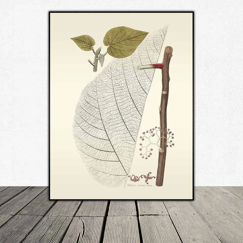 54 mẫu tranh thực vật Botanical