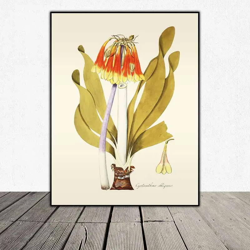 54 mẫu tranh thực vật Botanical