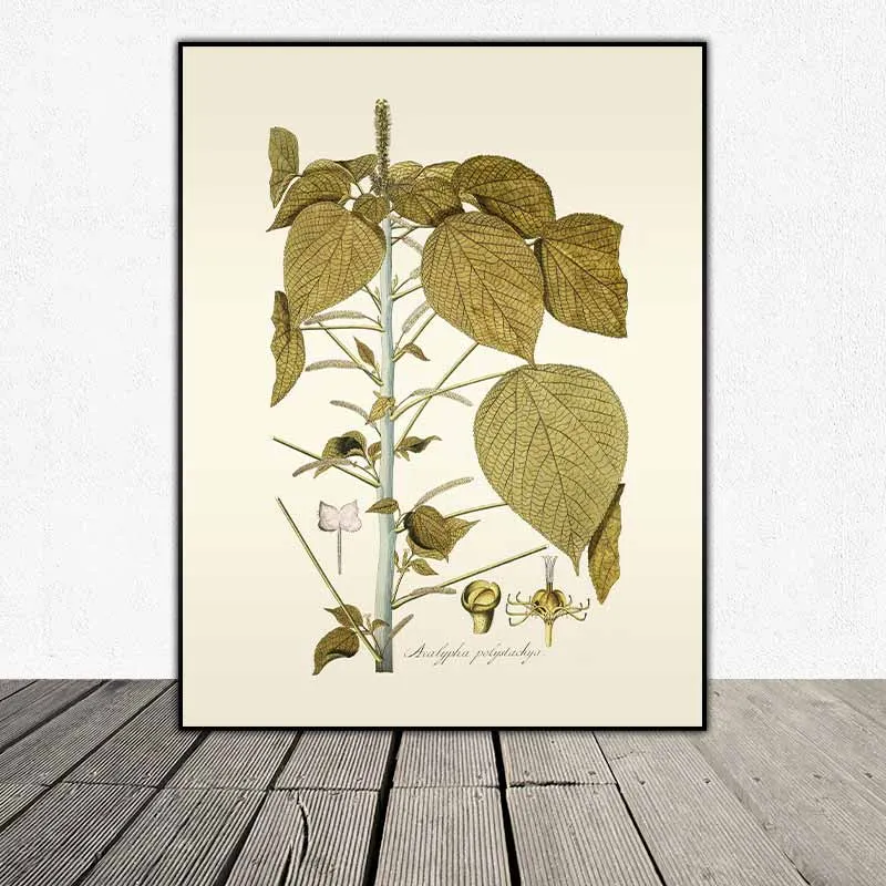 54 mẫu tranh thực vật Botanical