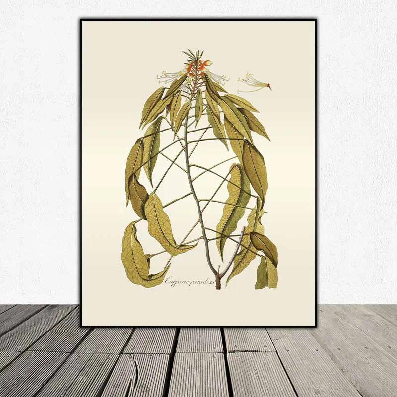 54 mẫu tranh thực vật Botanical