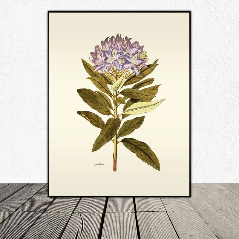 54 mẫu tranh thực vật Botanical