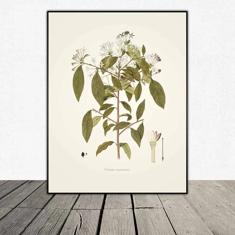 54 mẫu tranh thực vật Botanical