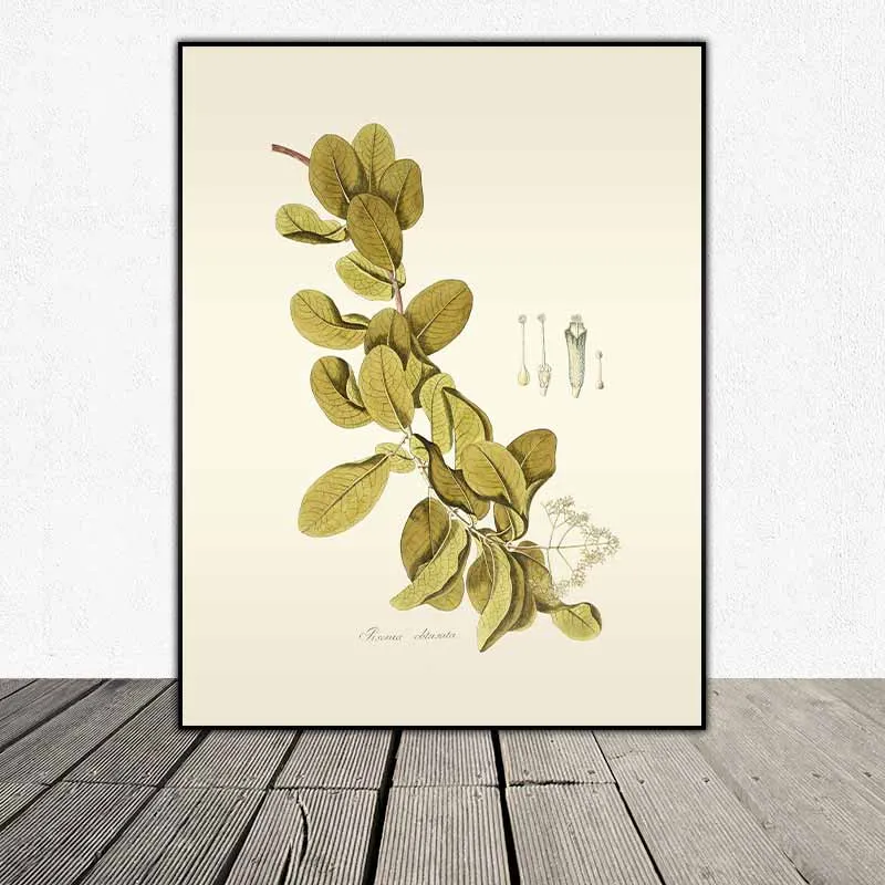 54 mẫu tranh thực vật Botanical