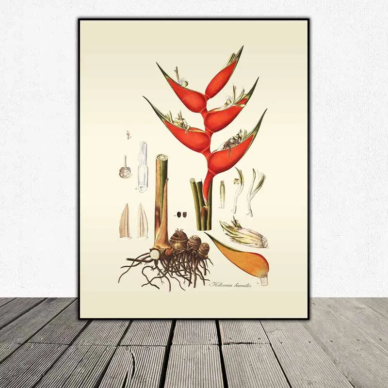 54 mẫu tranh thực vật Botanical