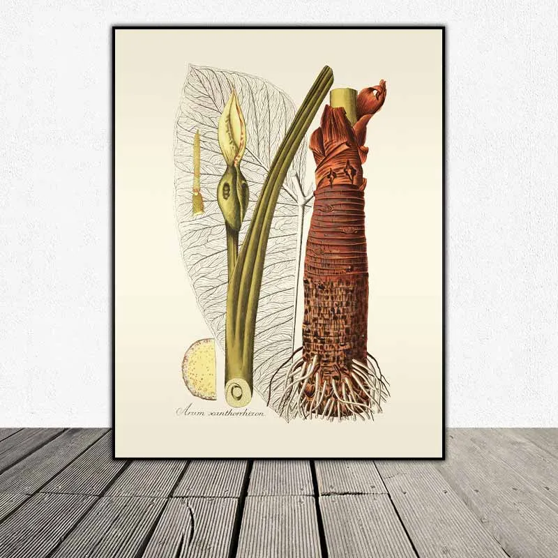 54 mẫu tranh thực vật Botanical