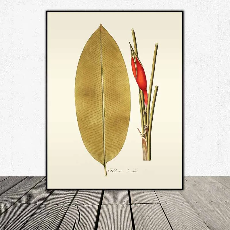 54 mẫu tranh thực vật Botanical