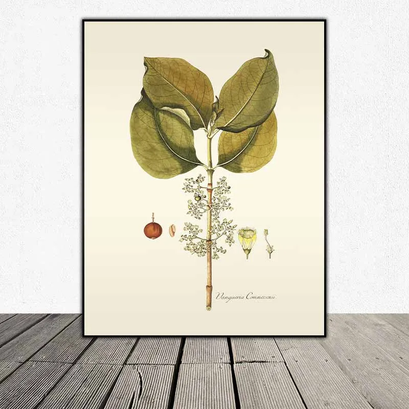 54 mẫu tranh thực vật Botanical