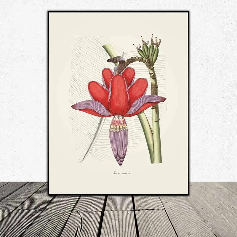 54 mẫu tranh thực vật Botanical