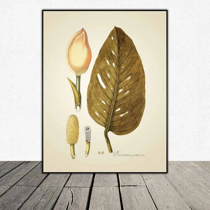 54 mẫu tranh thực vật Botanical