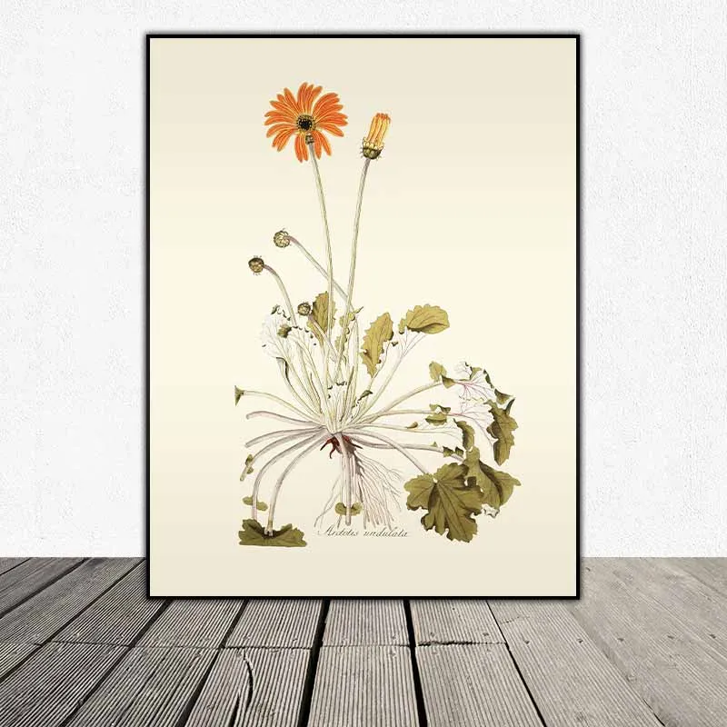 54 mẫu tranh thực vật Botanical