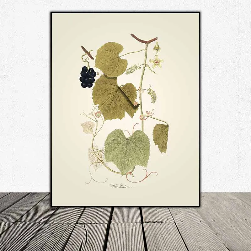 54 mẫu tranh thực vật Botanical