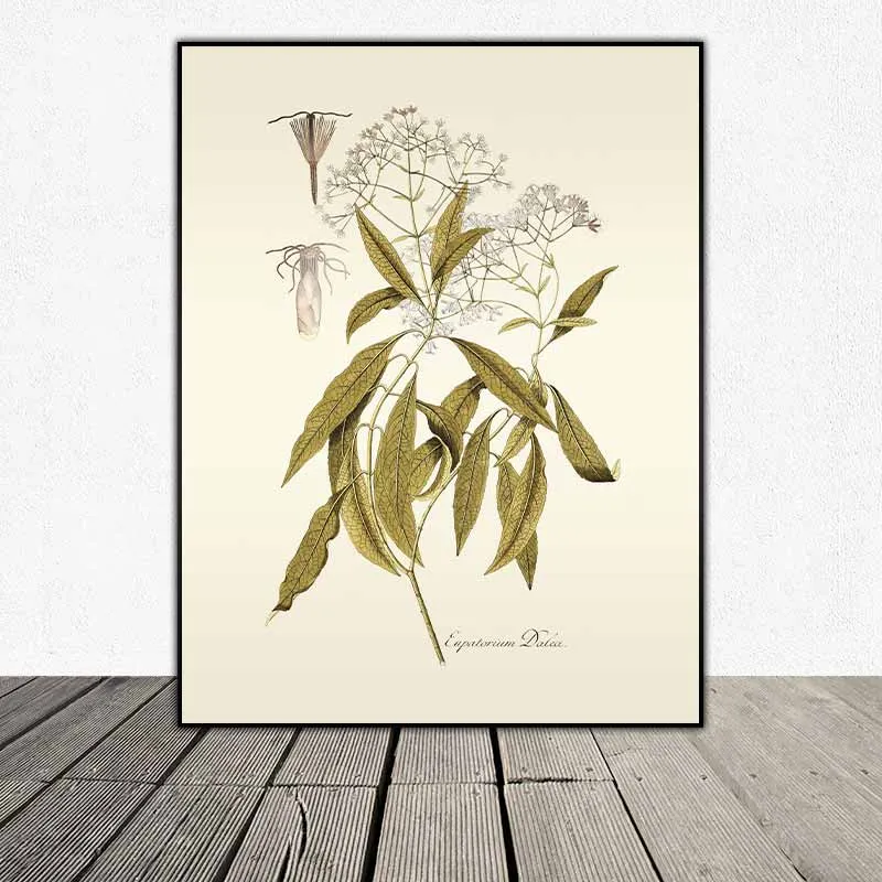 54 mẫu tranh thực vật Botanical