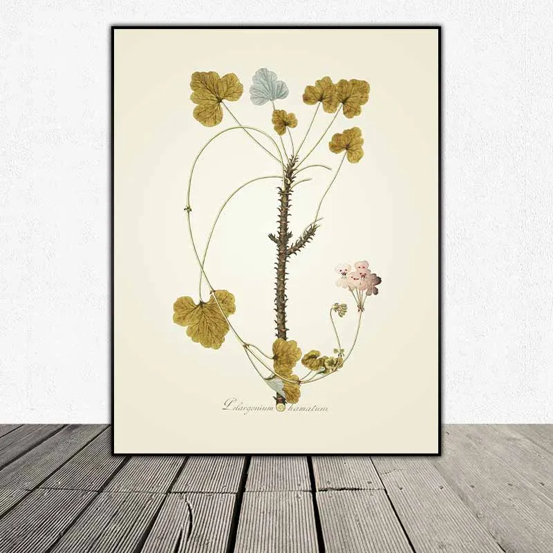 54 mẫu tranh thực vật Botanical