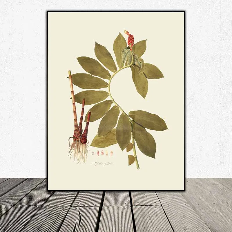 54 mẫu tranh thực vật Botanical