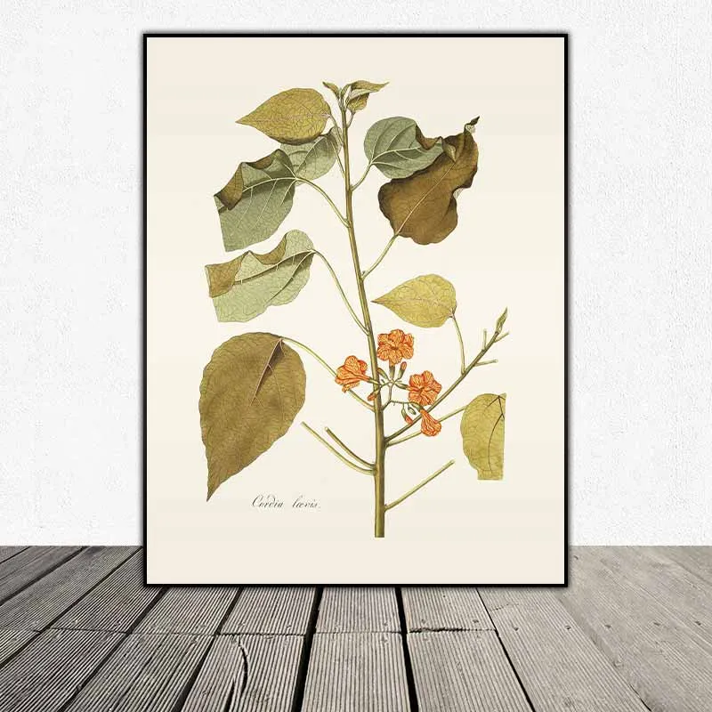 54 mẫu tranh thực vật Botanical