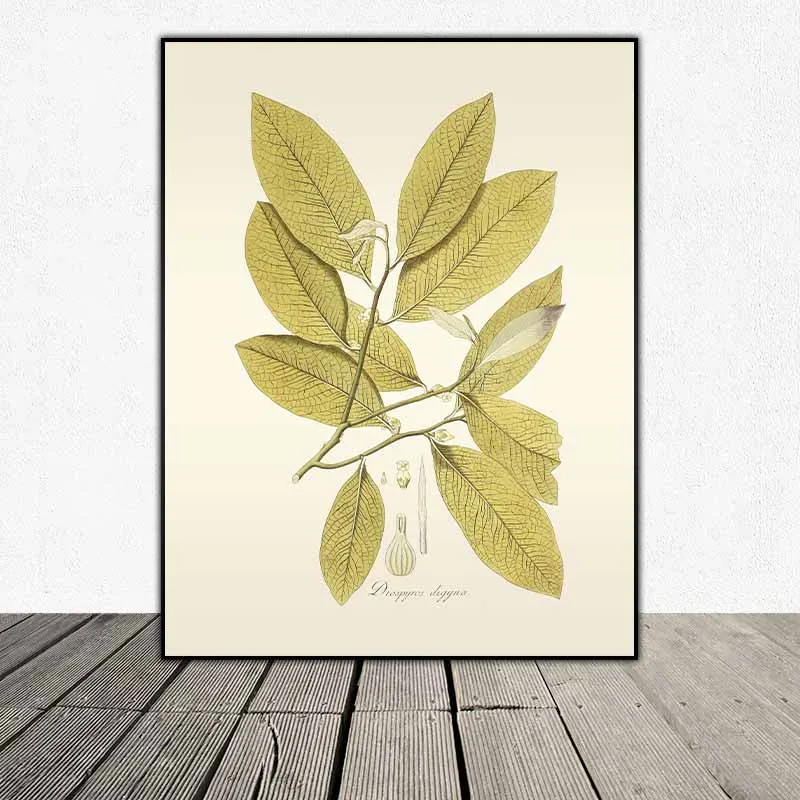 54 mẫu tranh thực vật Botanical