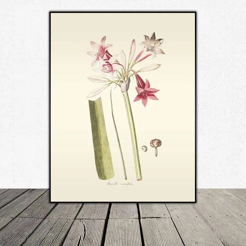 54 mẫu tranh thực vật Botanical