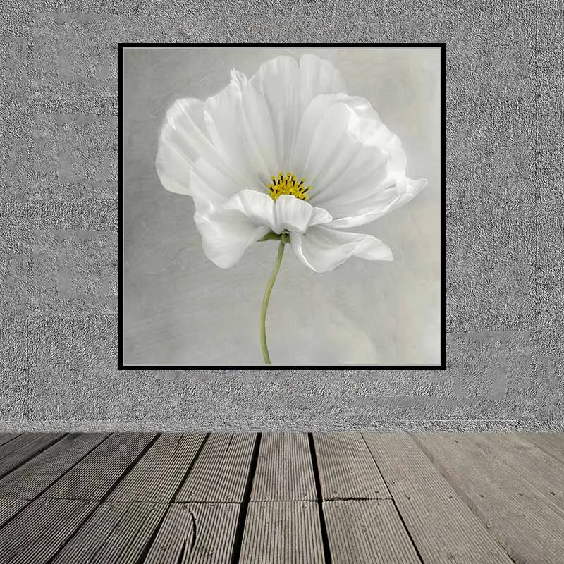 Tranh hoa sao nhái trắng trên nền xám