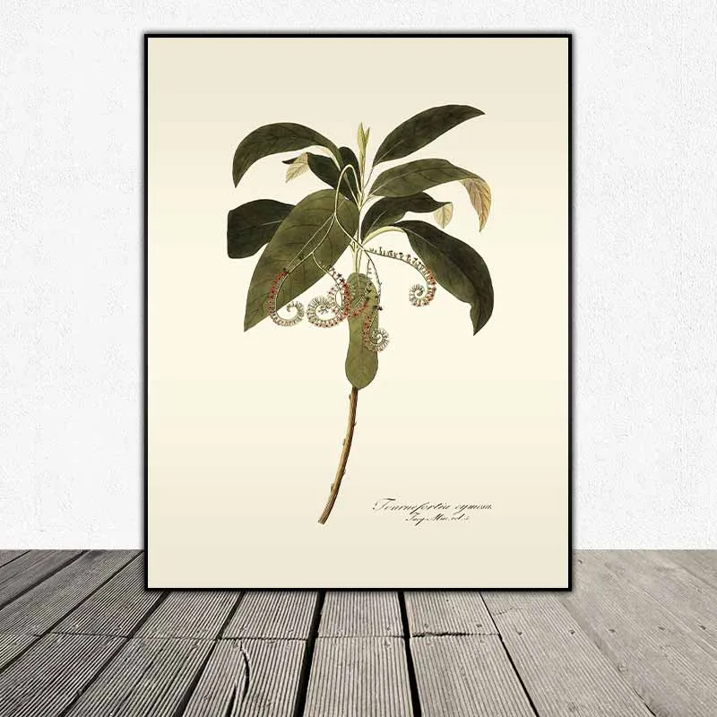 54 mẫu tranh thực vật Botanical