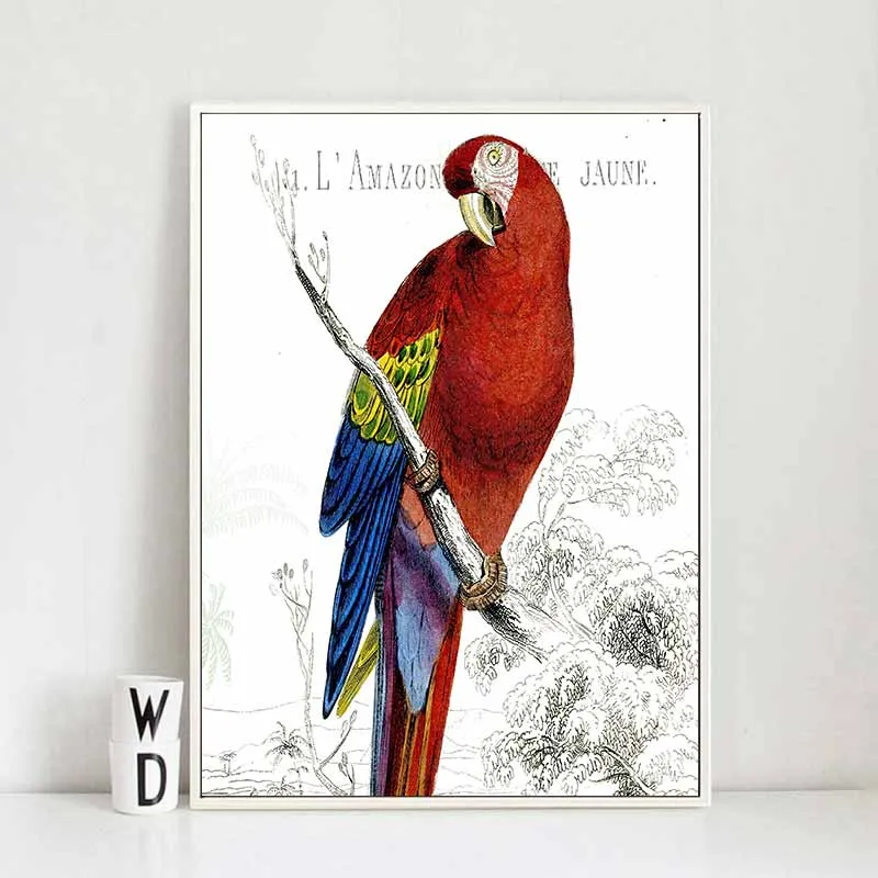 Tranh các loại chim vẹt, két trên nền đen trắng