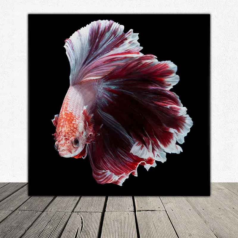 Tranh cá phướng, cá xiêm, cá đá, cá chọi, cá beta nền đen khổ vuông