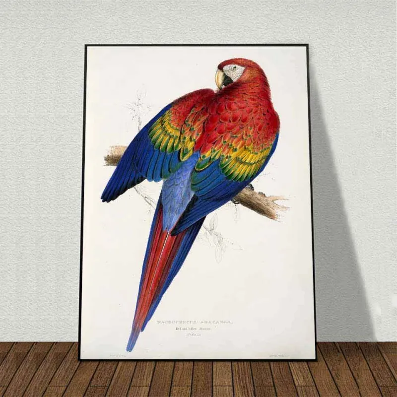 Tranh Canvas chim két vẹt đỏ và vàng