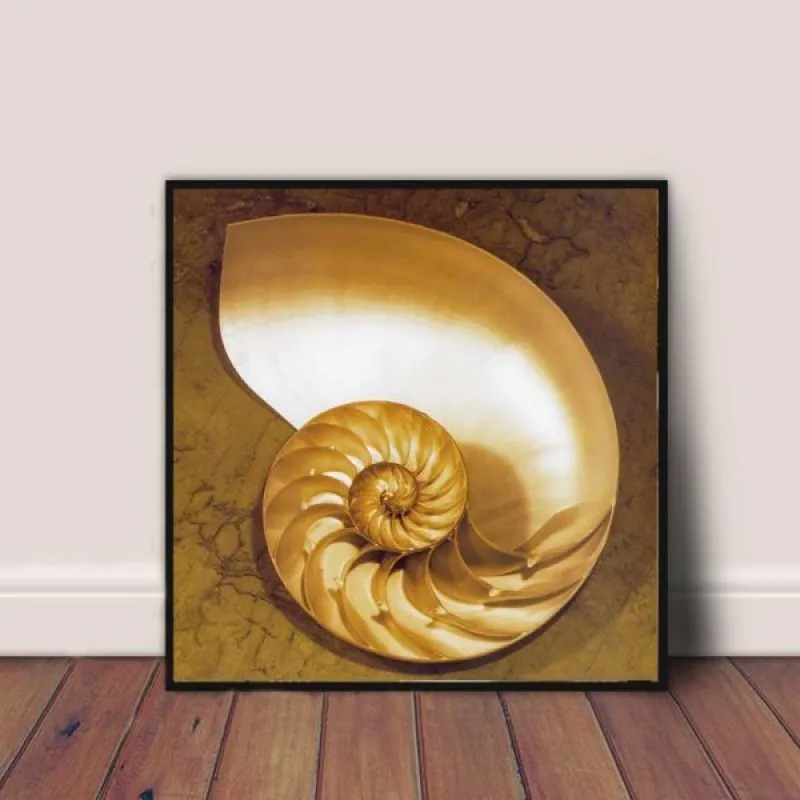 Tranh các loại vỏ ốc và sao biển