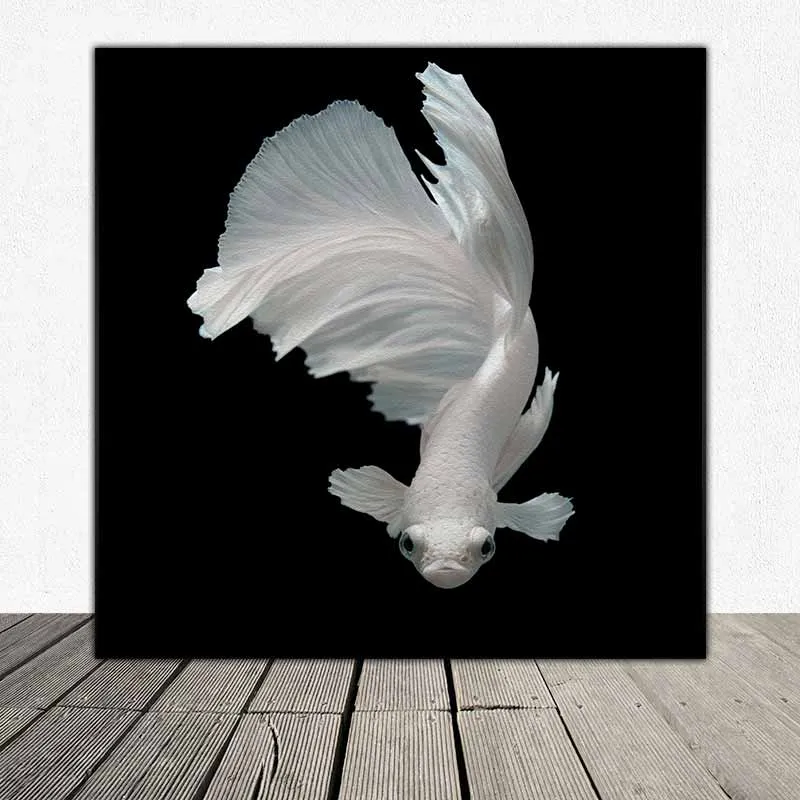 Tranh cá phướng, cá xiêm, cá đá, cá chọi, cá beta nền đen khổ vuông