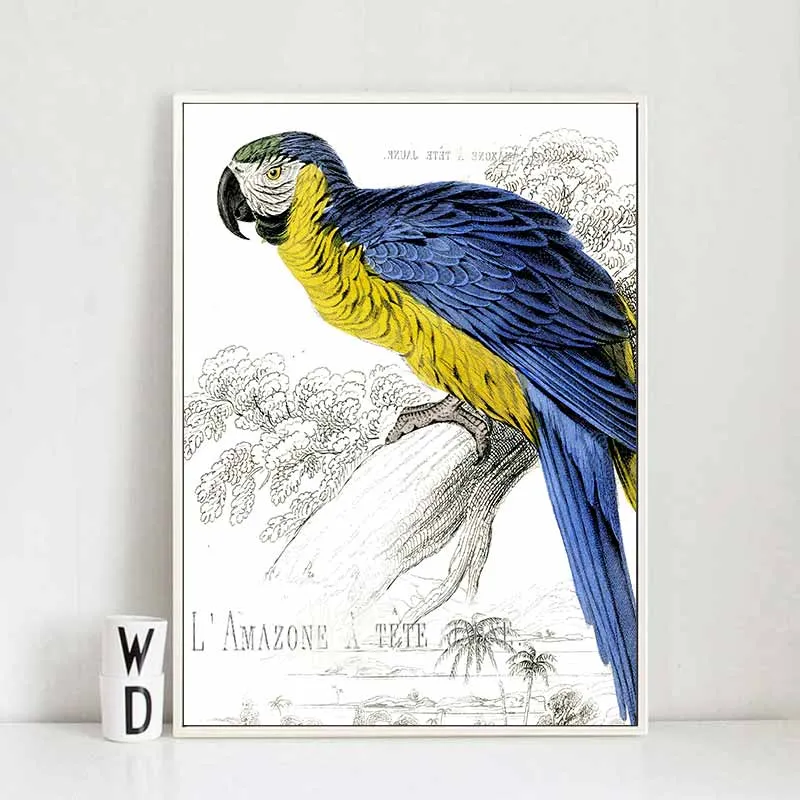 Tranh các loại chim vẹt, két trên nền đen trắng