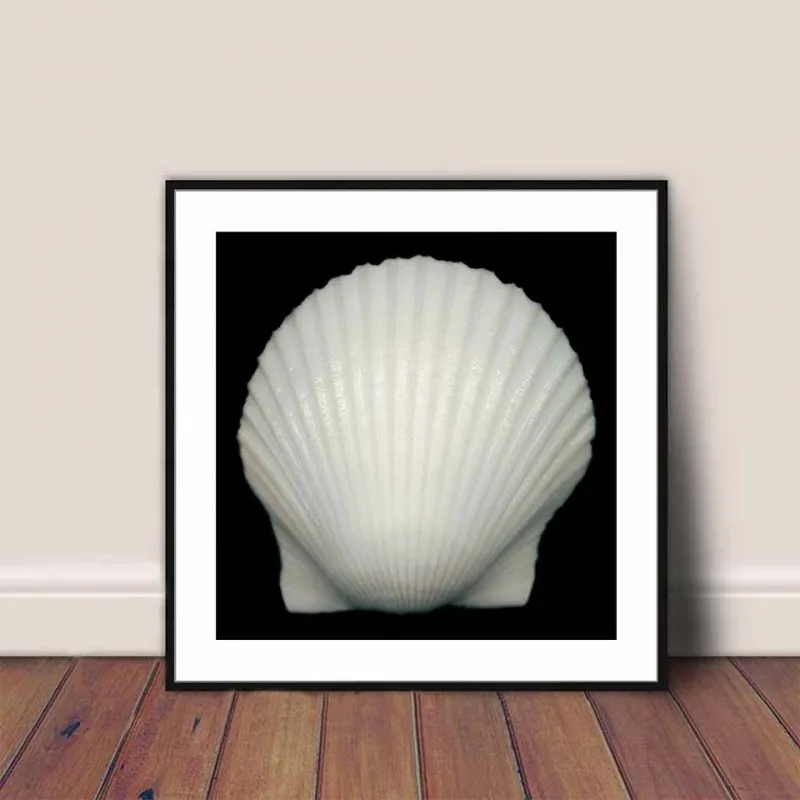 Tranh canvas vỏ ốc trắng đen đơn giản