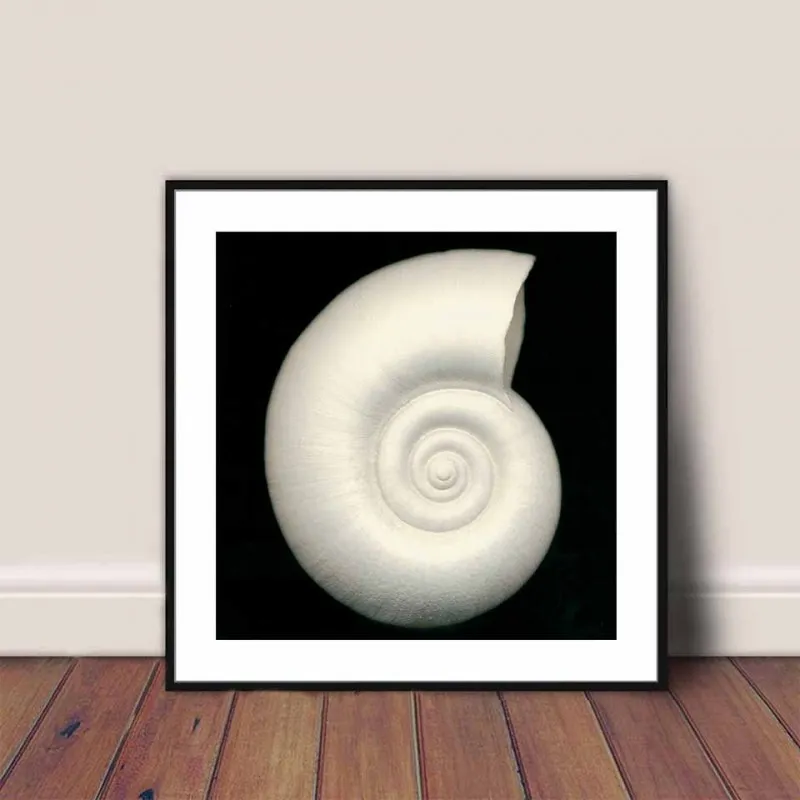 Tranh canvas vỏ ốc trắng đen đơn giản