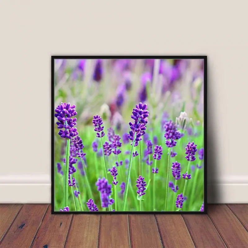 Tranh canvas cánh đồng hoa màu tím