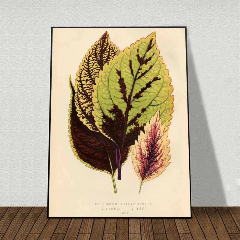 11 bức tranh các loại lá cây