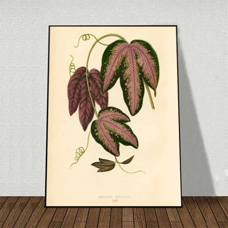 11 bức tranh các loại lá cây