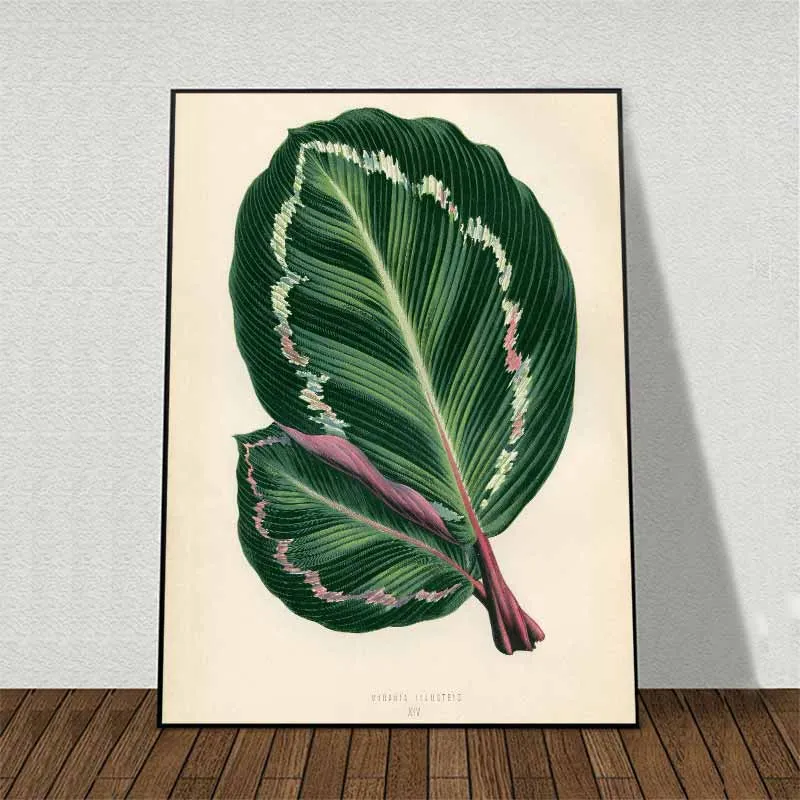 11 bức tranh các loại lá cây