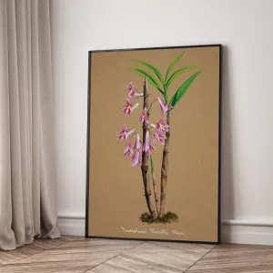 Tranh Canvas Hoa Lan Dendrobium Wardianum – Vẻ Đẹp Botanical Cổ Điển