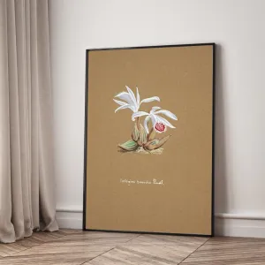 Tranh Canvas Hoa Lan Dendrobium Wardianum – Vẻ Đẹp Botanical Cổ Điển