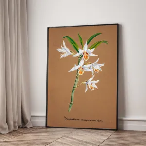 Tranh Canvas Hoa Lan Dendrobium Wardianum – Vẻ Đẹp Botanical Cổ Điển