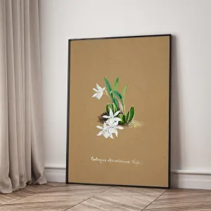 Tranh Canvas Hoa Lan Dendrobium Wardianum – Vẻ Đẹp Botanical Cổ Điển