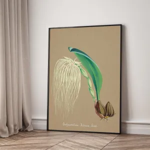 Tranh Canvas Hoa Lan Dendrobium Wardianum – Vẻ Đẹp Botanical Cổ Điển