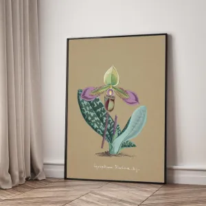 Tranh Canvas Hoa Lan Dendrobium Wardianum – Vẻ Đẹp Botanical Cổ Điển