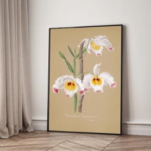 Tranh Canvas Hoa Lan Dendrobium Wardianum – Vẻ Đẹp Botanical Cổ Điển