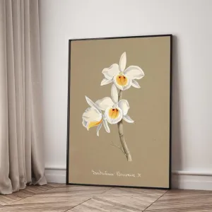 Tranh Canvas Hoa Lan Dendrobium Wardianum – Vẻ Đẹp Botanical Cổ Điển