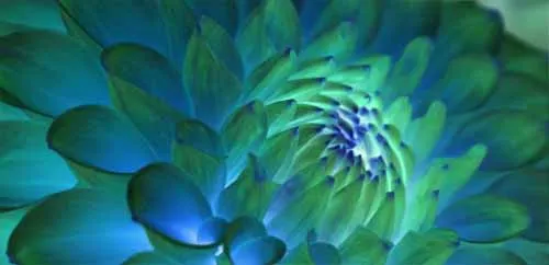 Cận cảnh hoa màu xanh ảo giác